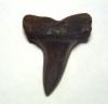 Retroflexus Shark Tooth